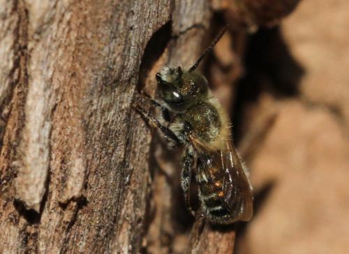 Osmia sp.